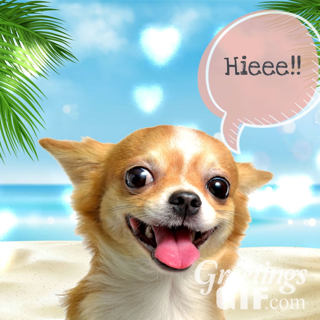 Cute Hi Gif - 1 GreetingsGif for Animated Gifs