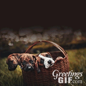 Animated Happy Thanksgiving Wishes Gif - 1050 2 Animated Thanksgiving Gif