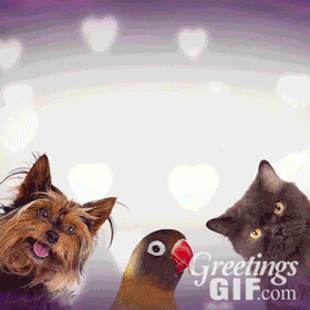 Happy Thanksgiving Gif